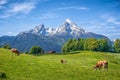 Idyllic alpine summer landscape with cows grazing in fresh meadows Royalty Free Stock Photo