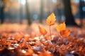 Idyllic autumn closeup leaves, blurred fall scene, warm sunlight, pastels