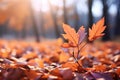 Idyllic autumn closeup leaves, blurred fall scene, warm sunlight, pastels