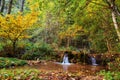 Idyllic Autumn Forrest Royalty Free Stock Photo