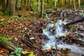 Idyllic Autumn Forrest Royalty Free Stock Photo