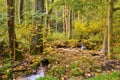 Idyllic Autumn Forrest Royalty Free Stock Photo