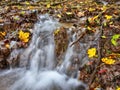 Idyllic Autumn Forrest Royalty Free Stock Photo