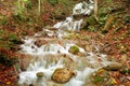 Idyllic Autumn Forrest Royalty Free Stock Photo