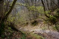 Idyllic autumn landscape with trees with bare branches and a path covered with fallen leaves Royalty Free Stock Photo