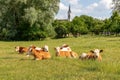 Idyllic Bavarian Countryside: Relaxed Cows Enjoying Lush Grass in Germany's Serene Landscape Royalty Free Stock Photo