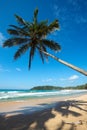 Idyllic beach with palm. Sri Lanka Royalty Free Stock Photo