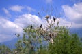 Idyllic birds on tree view