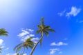 Idyllic Caribbean view of palms reaching for the sky at salty Saltwhistle Bay Mayreau