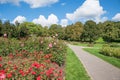 Idyllic city park munich in summer, walkway beside blooming roses, westpark munich germany
