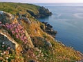 Idyllic coastline with wildflowers, south west