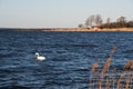 Idyllic coastline with swimming swan