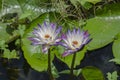 Idyllic couple flowers of water lily in water Royalty Free Stock Photo