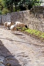 Idyllic english rural landscape with sheeps at Ogmore Castle