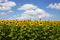 Sunflower field with a farm house in the background under the blue sky Royalty Free Stock Photo