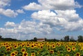 Sunflower field with a farm house in the background under the blue sky Royalty Free Stock Photo