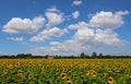 Sunflower field with a farm house in the background under the blue sky Royalty Free Stock Photo