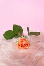 Idyllic and fairy tale inspired concept. Lovely fresh rose rest on faux fur charming cushion. Passionate pink background with