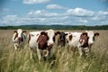 Idyllic farm life Cows bask in sunny summer pasture