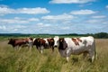 Idyllic farm life Cows bask in sunny summer pasture