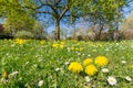 Idyllic flower meadow with dandelions and daisies in spring