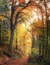 Idyllic forest hiking path with a beautiful beech tree Royalty Free Stock Photo