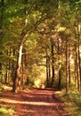 Idyllic forest path