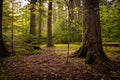 Idyllic forest scene of cedar trees illuminated by the rising sun