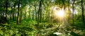 Idyllic forest at sunrise Royalty Free Stock Photo