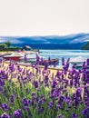 Idyllic french alpine lake of annecy with lavender