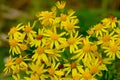 Idyllic garden landscape with a collection of bright yellow Butterweed (Packer Glabella) flowers