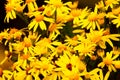 Idyllic garden landscape with a collection of bright yellow Butterweed (Packer Glabella) flowers