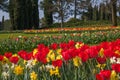 Idyllic garden with red tulips and narcissus