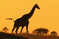 Idyllic giraffe silhouette with evening orange sunset, Botswana, Africa Royalty Free Stock Photo