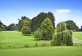 Idyllic golf course with forest