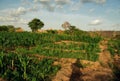 Idyllic green fields of an organic farm in the dry north of Ghana, 2018