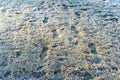 Vibrant grassy field covered in frost with footprints Royalty Free Stock Photo