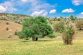 Idyllic Green Meadow with Lush Trees