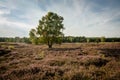 Heather landscape with a single big tree