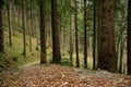 Idyllic hiking trail in the spruce tree forest