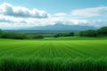Idyllic Hokkaido Wheat grass fields, lush greenery, capturing summer serenity