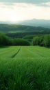 Idyllic Hokkaido Wheat grass fields, lush greenery, capturing summer serenity