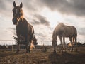 Two horses grazing at sunset Royalty Free Stock Photo