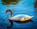 White Swan, Blue Water Royalty Free Stock Photo