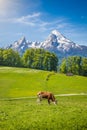 Idyllic landscape in the Alps with cow grazing on fresh green mountain pastures Royalty Free Stock Photo