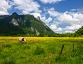 Idyllic landscape in the Alps with cows grazing in fresh green meadows, Ettal and Oberammergau, Bavaria, Germany Royalty Free Stock Photo