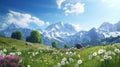 Idyllic landscape in the Alps with fresh green meadows and blooming flowers and snow-capped mountain tops in the background Royalty Free Stock Photo
