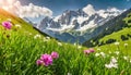 Idyllic landscape in the Alps with fresh green meadows and blooming flowers and snow-capped mountain tops in the background Royalty Free Stock Photo