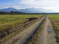 Idyllic landscape in the Alps with fresh green meadows and blooming flowers Royalty Free Stock Photo