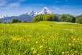 Idyllic landscape in the Alps with green meadows and flowers Royalty Free Stock Photo